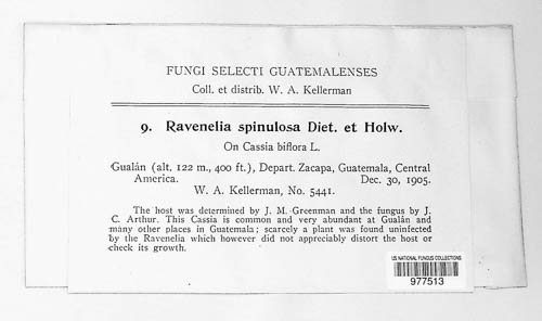 Ravenelia spinulosa image